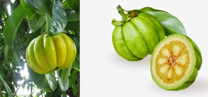 Garcinia cambogia