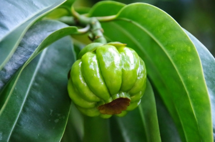 Плоды гарцинии камбоджийской