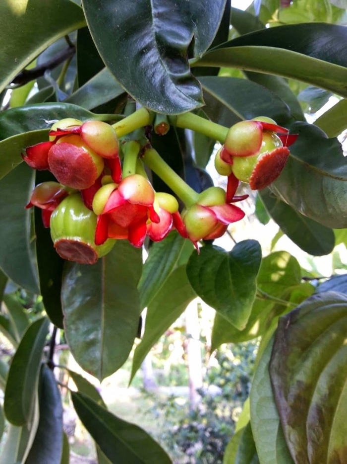 Мангустин дерево