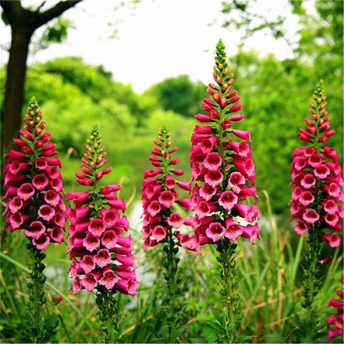 Наперстянка пурпурная – digitalis purpurea