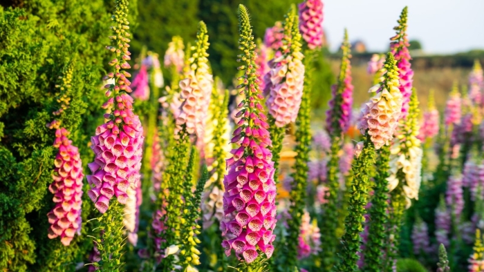 Foxglove plant
