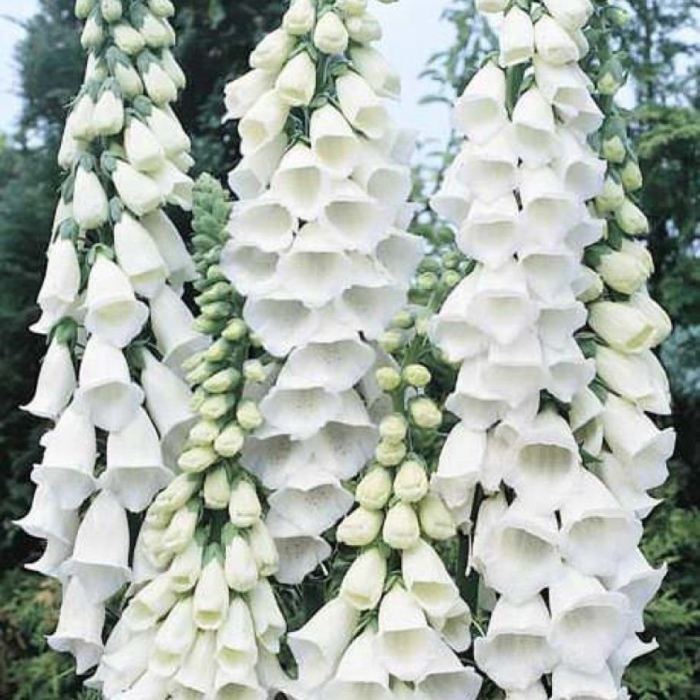 Наперстянка карлик белый