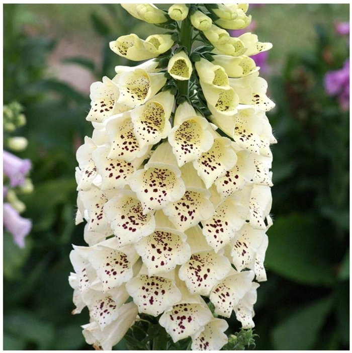 Наперстянка camelot cream