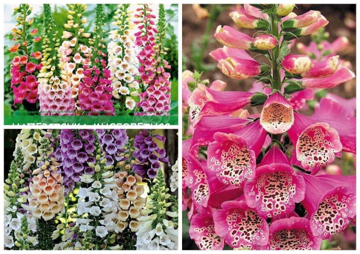 Наперстянка многолетняя