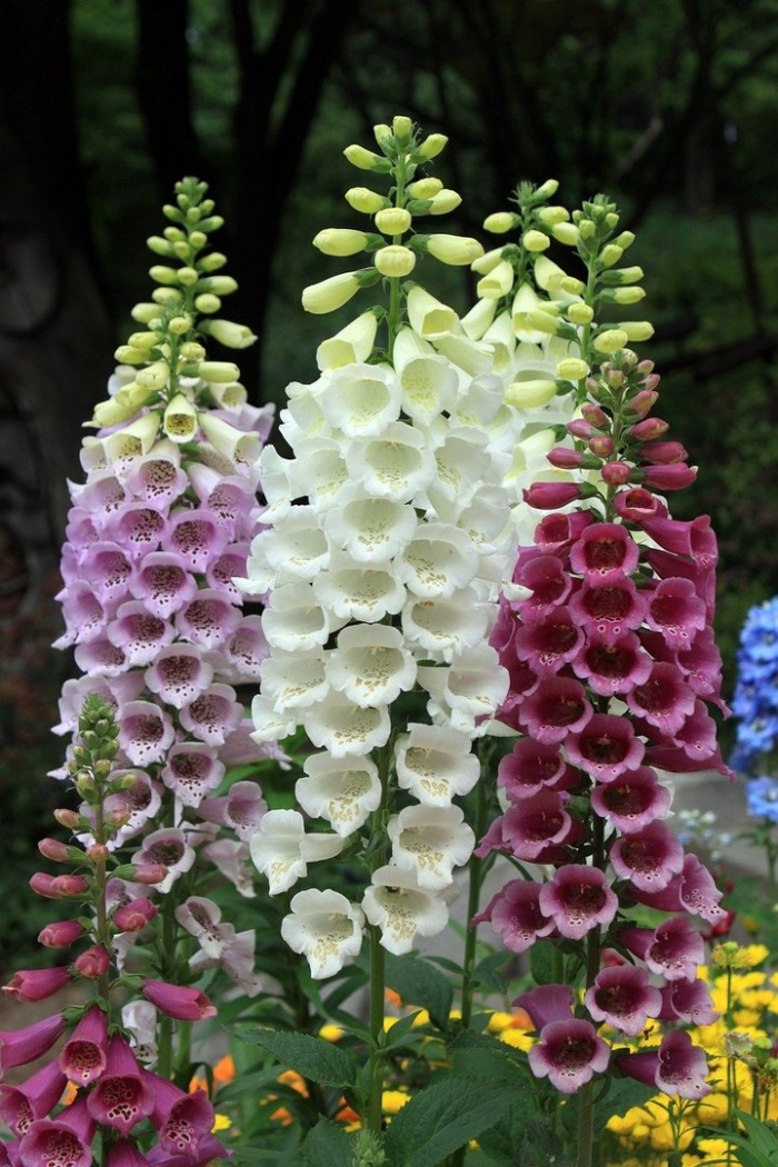 Наперстянка 'dalmatin purple'