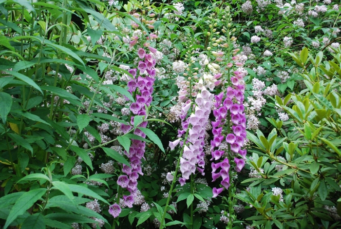 Наперстянка пурпурная муза