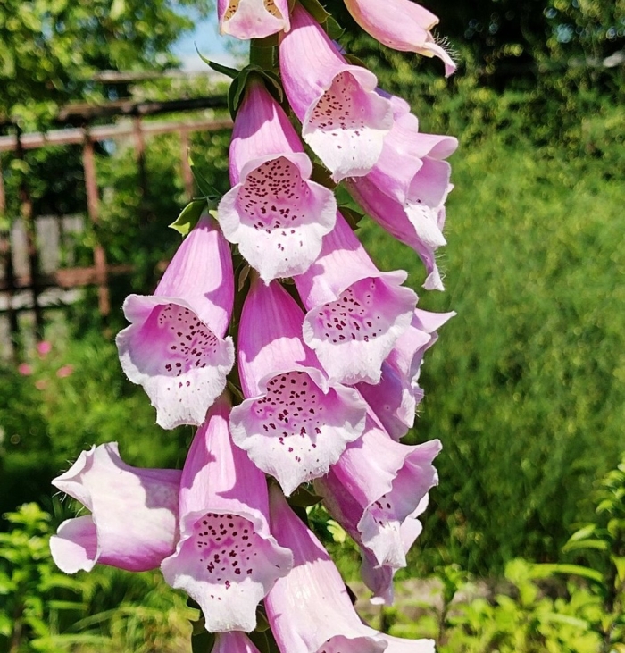 Наперстянка пурпуровая (digitalis purpurea)