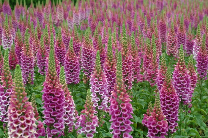 Наперстянка пурпурная альба