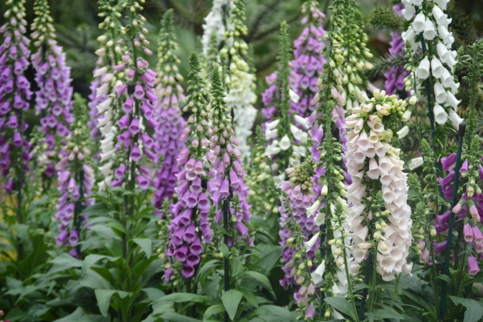 Дигиталис наперстянка