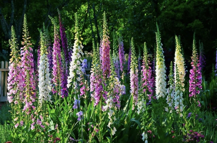 Дигиталис наперстянка