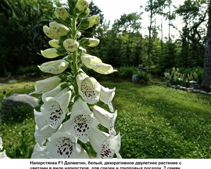 Наперстянка пурпурная далматин уайт