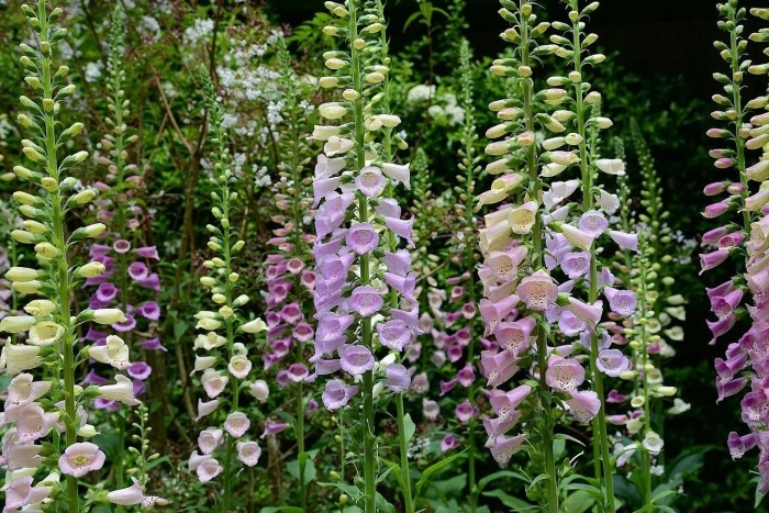 Наперстянка камелот