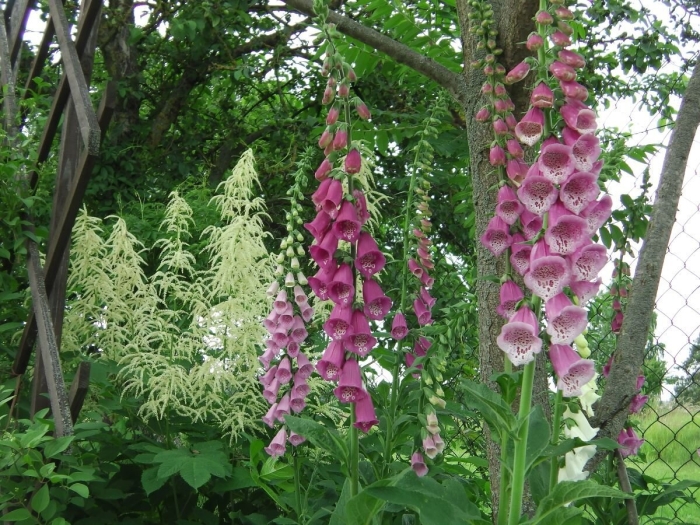 Наперстянка пурпурная и дельфиниум