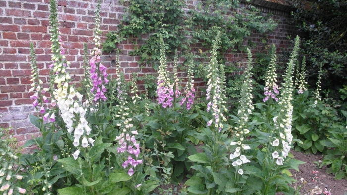 Наперстянка (digitalis)