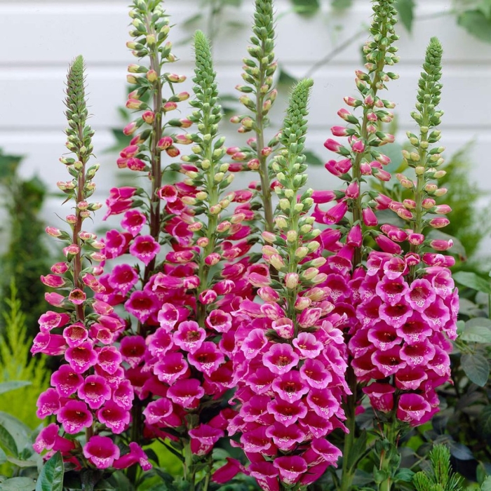 Наперстянка пурпуровая