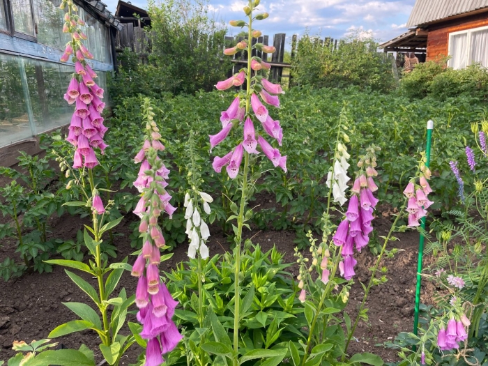 Наперстянка цветок