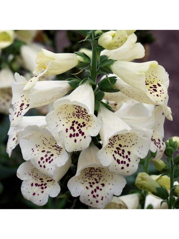 Наперстянка пурпурная далматин