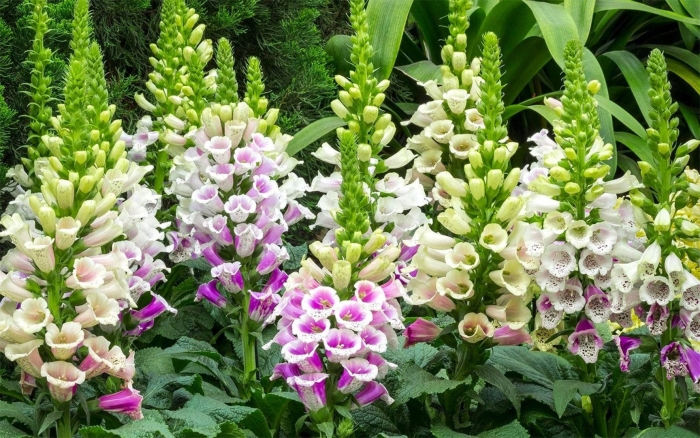 Наперстянка далматин микс