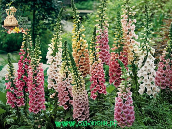 Наперстянка королева сада