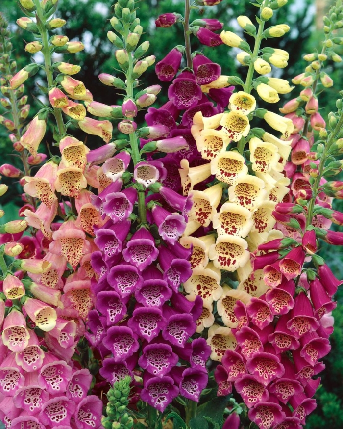 Наперстянка пурпуровая