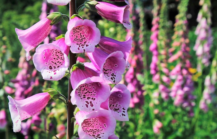 Наперстянка камелот роуз