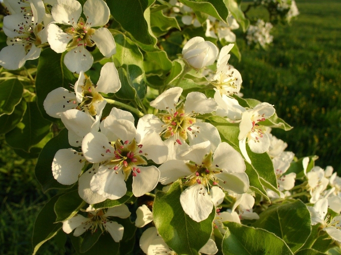 Груша лесная цветение