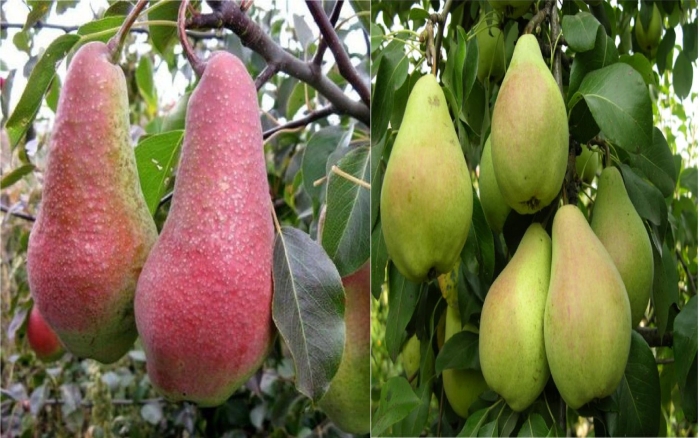 Груша обыкновенная яковлевская