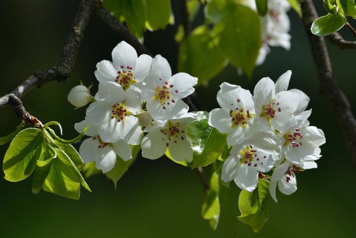 Дикая груша цветет