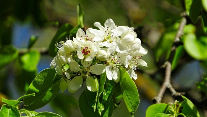 Груша обыкновенная (pyrus communis)