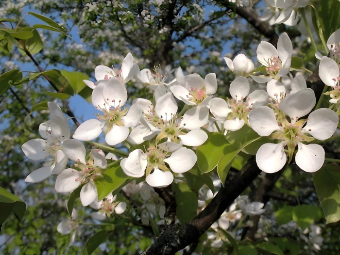 Груша лесная pyrus