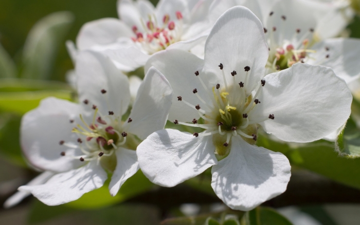 Груша соцветие