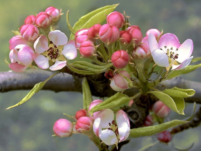 Дикая яблоня цветение