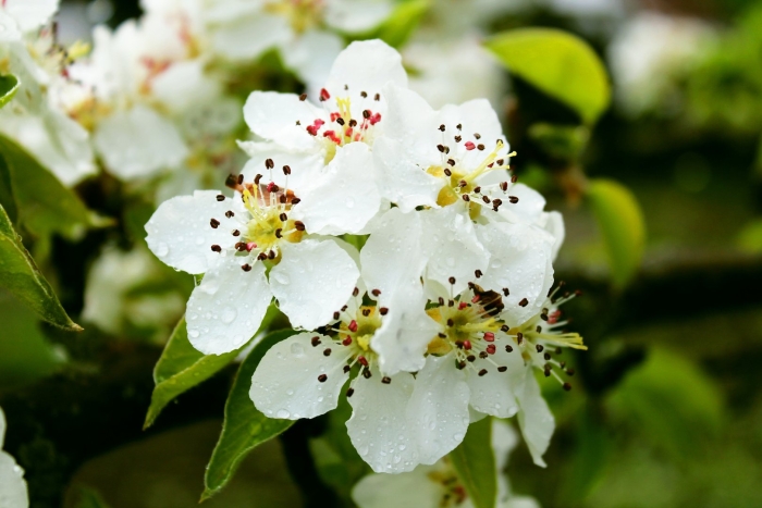 Цветущая груша