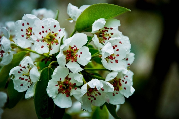 Груша дерево цветение