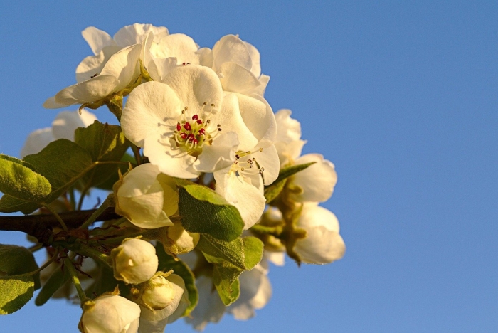 Яблоня в цвету