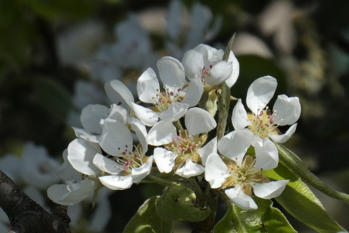 Груша цветущая белыми цветами