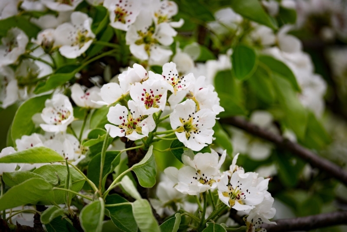 Груша обыкновенная