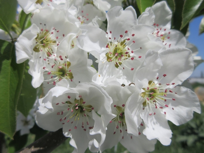 Груша соцветие