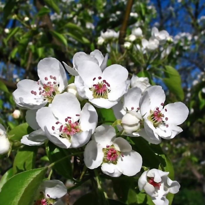 Груша яковлева цветение