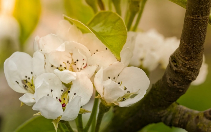Цветки груши