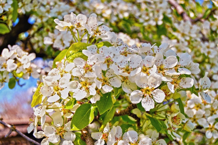 Груша северянка цветет