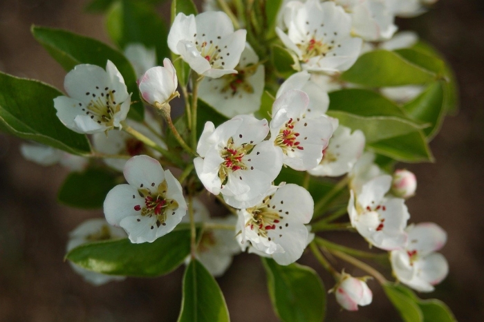 Цветки груши