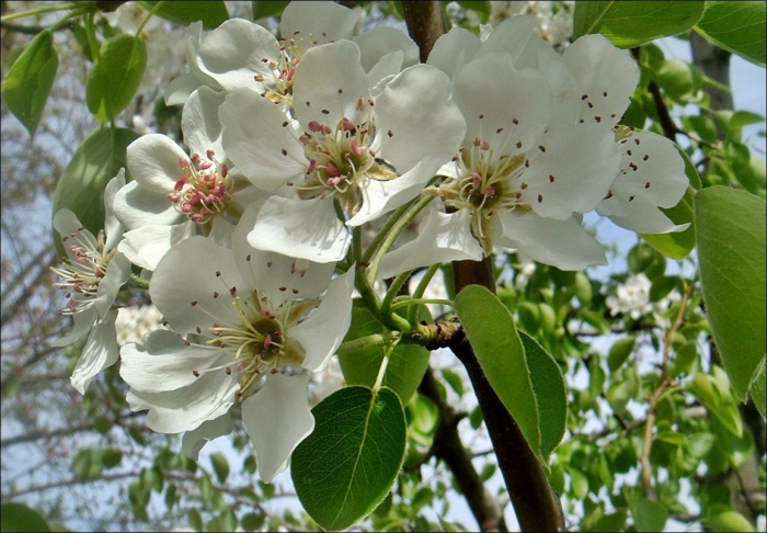 Цветущая груша