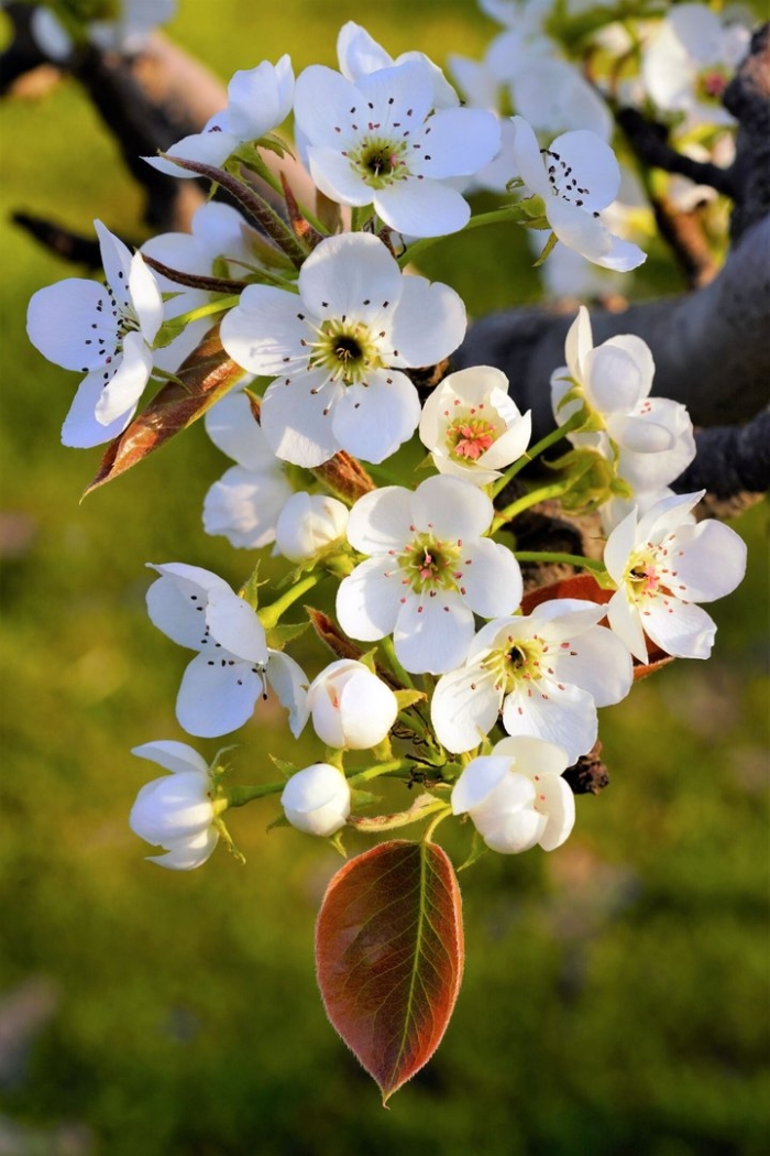 Яблоня соцветие