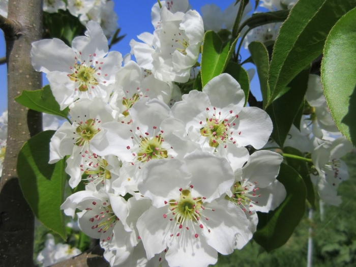 Цветущие груши