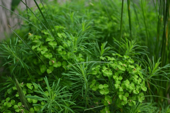 Молочай кипарисовый euphorbia cyparissias