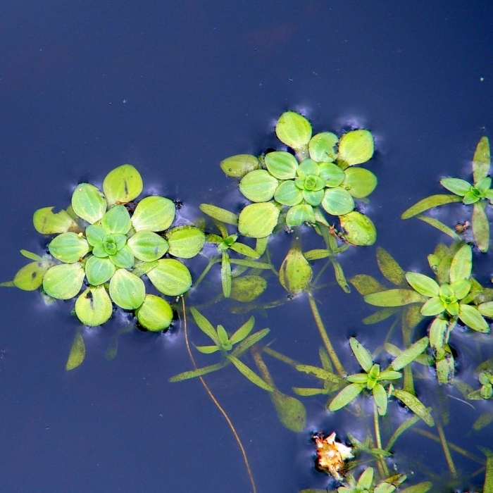 Болотник прудовой