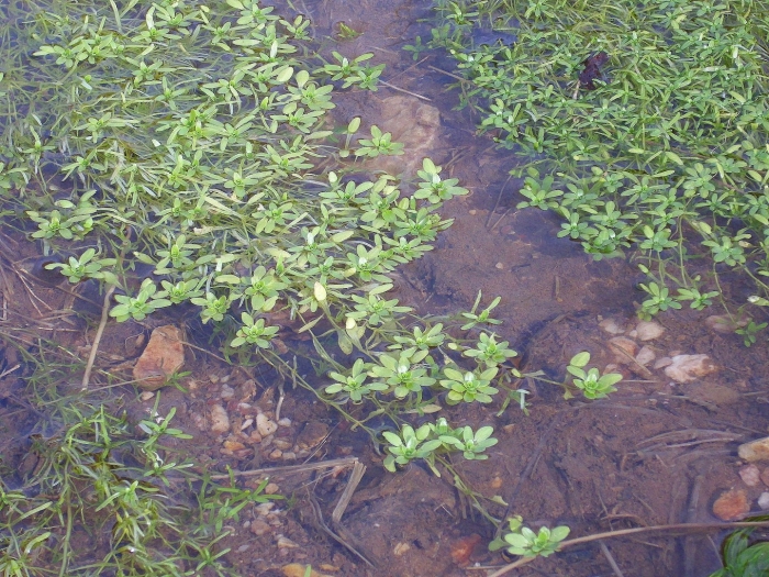 Callitriche stagnalis