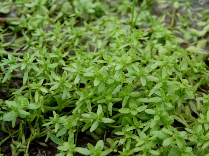 Болотник болотный (callitriche palustris l.)