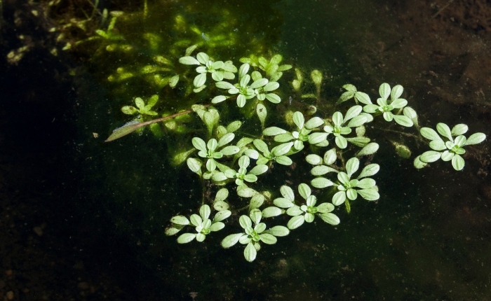 Callitriche palustris